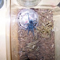 P. cancerides after molt