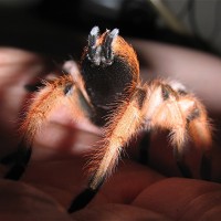 Aphonopelma moderatum female 3"