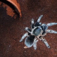 A. seemanni 5" F