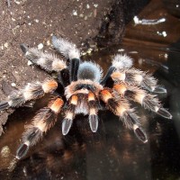 B. smithi