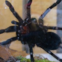 Lasiodora Parahybana