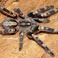 Poecilotheria smithi picture