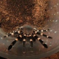 Acanthoscurria geniculata