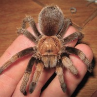 Aphonopelma - Yarnell, AZ