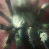 Poecilotheria formosa 4.5"