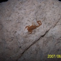 HELP Scorpion ID