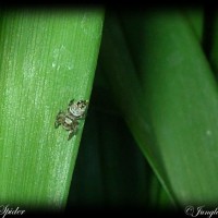 Jumping Spider