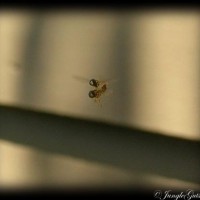flies mating