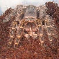 Grammostola Aureostriata