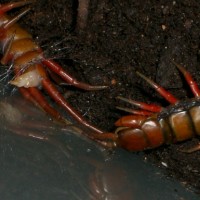 Scolopendra subspinipes spec (Malaysia)