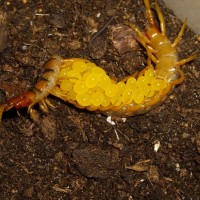 Scolopendra angulata angulata from Dominican Republic