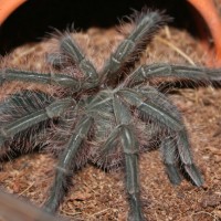 0.1 Theraphosa blondi