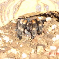 b.smithi