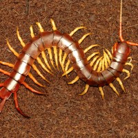 Scolopendra subspinipes dehaani ''Mau Chau''