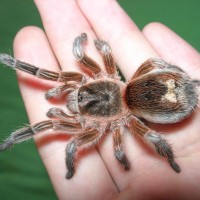 Spider, bought as G. rosea.