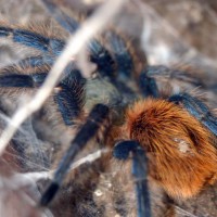 Chromatopelma cyaneopubescens