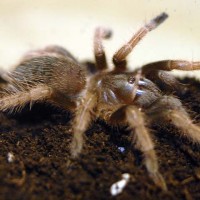 Brachypelma klaasi