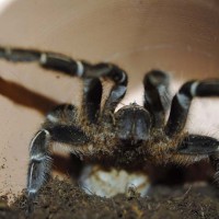 Aphonopelma seemanni