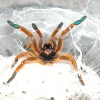 P. murinus