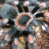 Brachypelma