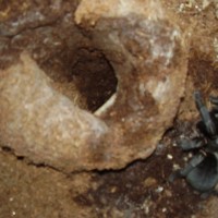 Haplopelma minax out side her burrow- Asian Black Tarantula