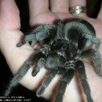 Grammostola pulchra