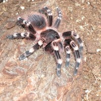 female geniculata