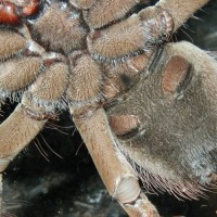 Goliath birdeater