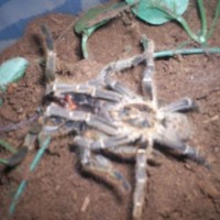 P. chordatus light form - Mating