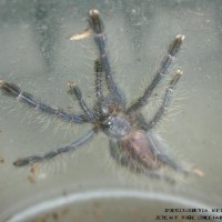 Poecilotheria metallica