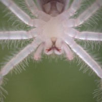 Heteropoda sp. - Malaysian orange huntsman 1 cm long sling