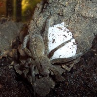 Phoneutria nigriventer with eggsac