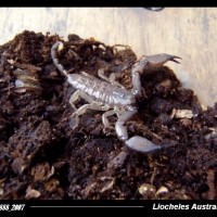 Liocheles Australisae