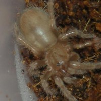 Brachypelma smithi sling