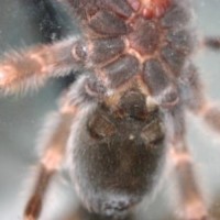 B.smithi