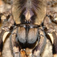 Poecilotheria tigris