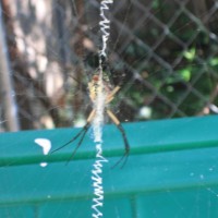 Unknown Spider Underside