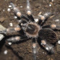 Brachypelma smithi