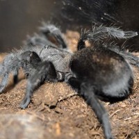 G. pulchra