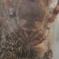 Poecilotheria regalis