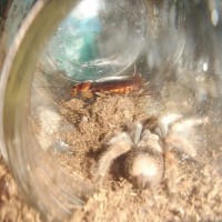 0.0.1 B. Smithi