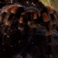 B. smithi