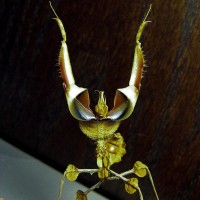 Idolomantis diabolica