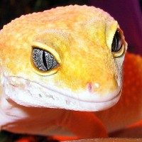 Female Hypo Tangerine Leopard Gecko