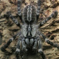 P. regalis