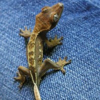 crested gecko