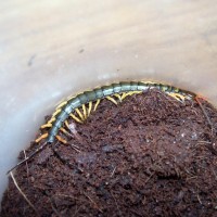 Scolopendra Subspinipes "Tiger Legs"