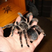 Brachypelma albopilosum