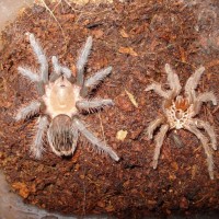 Brachypelma albopilosum