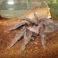 Lasiodora parahybana